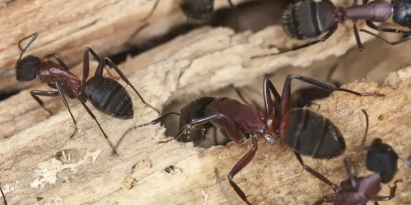 carpenter ants close up