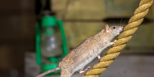 rodent walking on rope